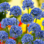 Allium Caeruleum Spring Bulbs  4