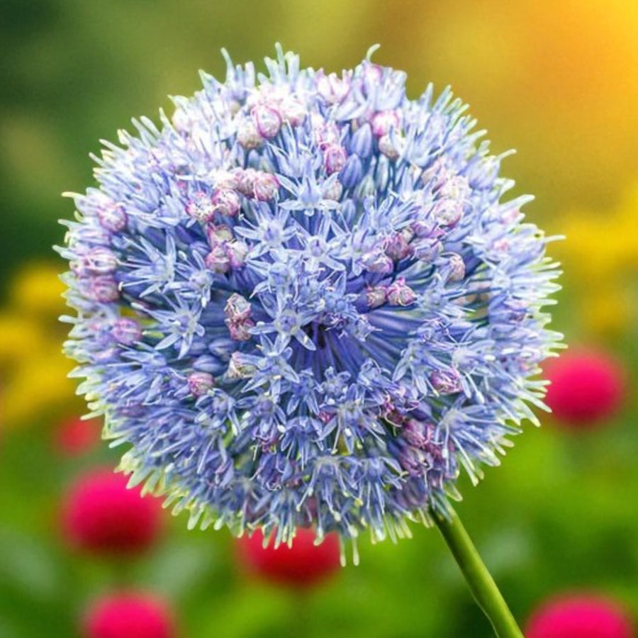 Allium Caeruleum Spring Bulbs  1