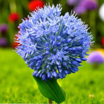Allium Caeruleum Spring Bulbs  3