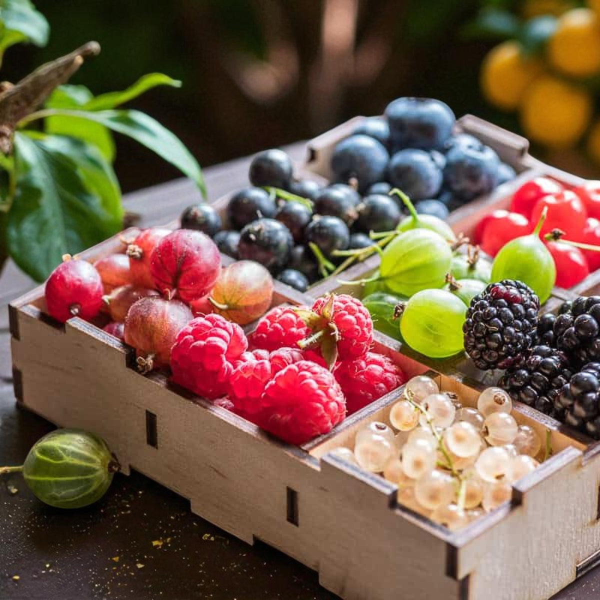 Fruit Plant Mix Collection