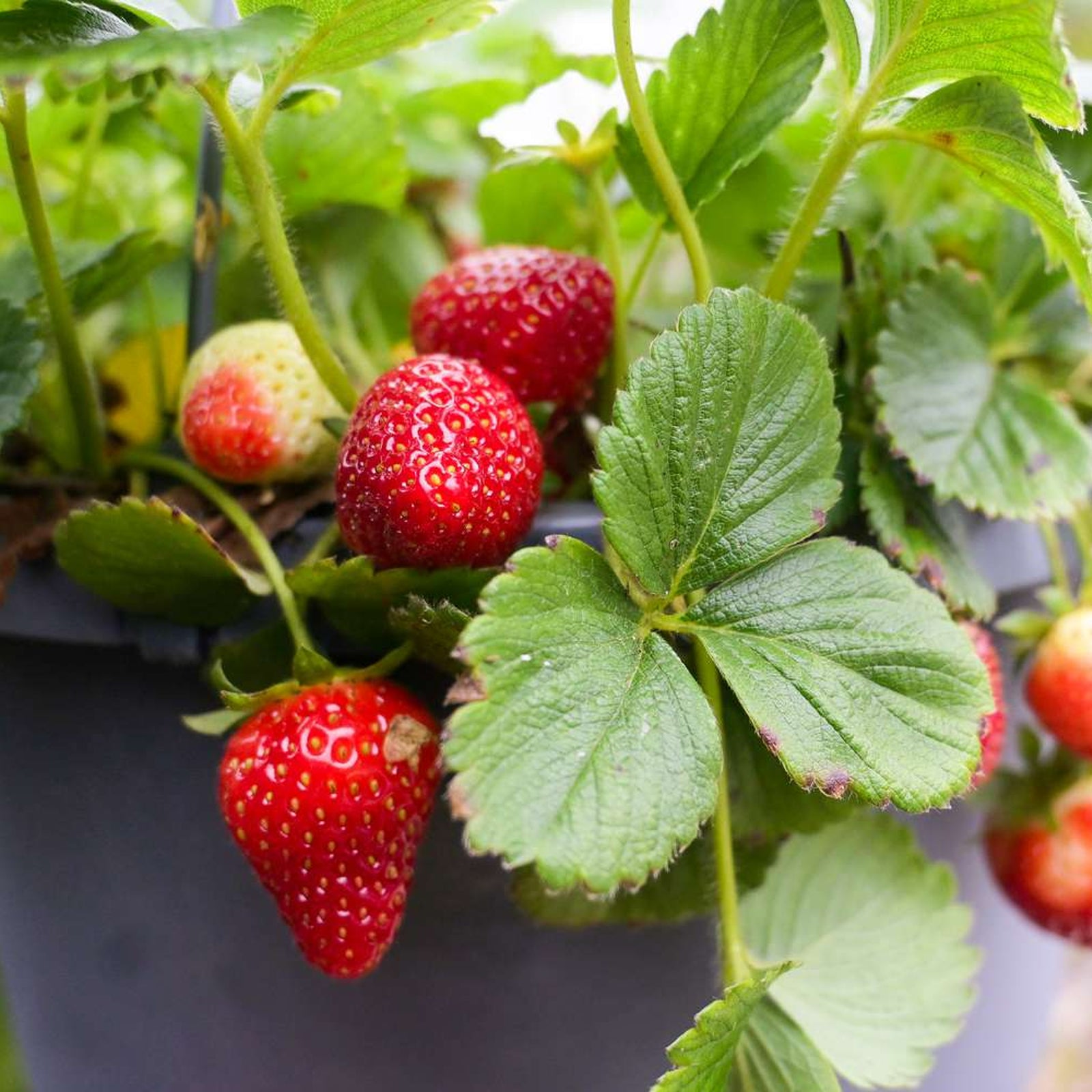 flamenco strawberry seeds Strawberry Flamenco Plants