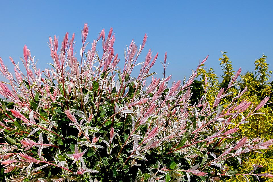 Salix Hakuro Nishiki flamingo-willow-2 3