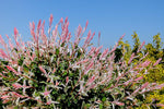 Salix Hakuro Nishiki flamingo-willow-2 3