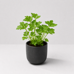 Herb Plant Collection For Beginners - Rosemary, Parsley & Mint Plants  2