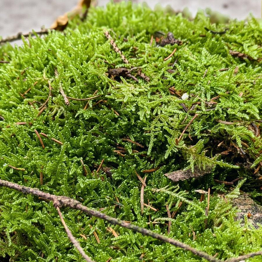 Fresh Flat Carpet Moss  4