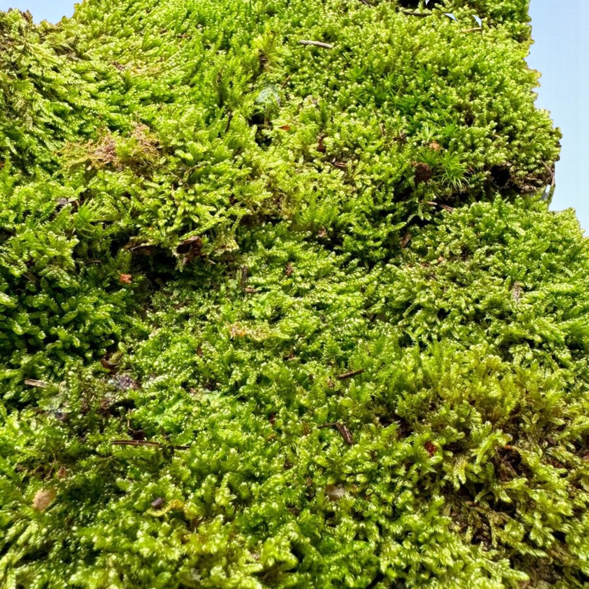 Fresh Flat Carpet Moss  3