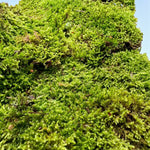 Fresh Flat Carpet Moss  3