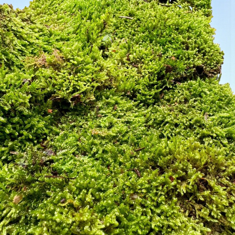 Fresh Flat Carpet Moss  2