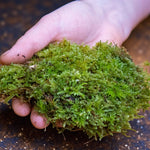Fresh Flat Carpet Moss  4