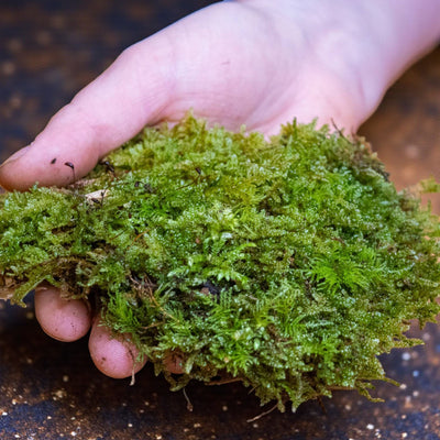 Fresh Flat Carpet Moss