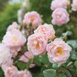 Freckleface Floral Bomb Bath Bomb Cluster of pale pink English roses in bloom with layered petals and soft green leaves, growing outdoors. 3
