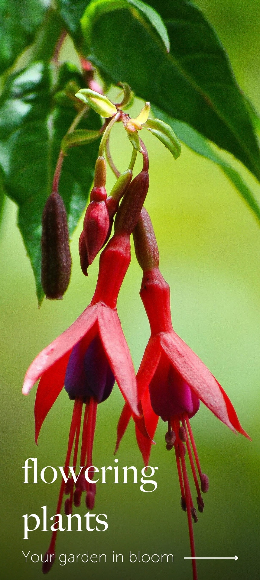 Carbeth Plants | Outdoor & Indoor Plants, Bulbs & Gifts