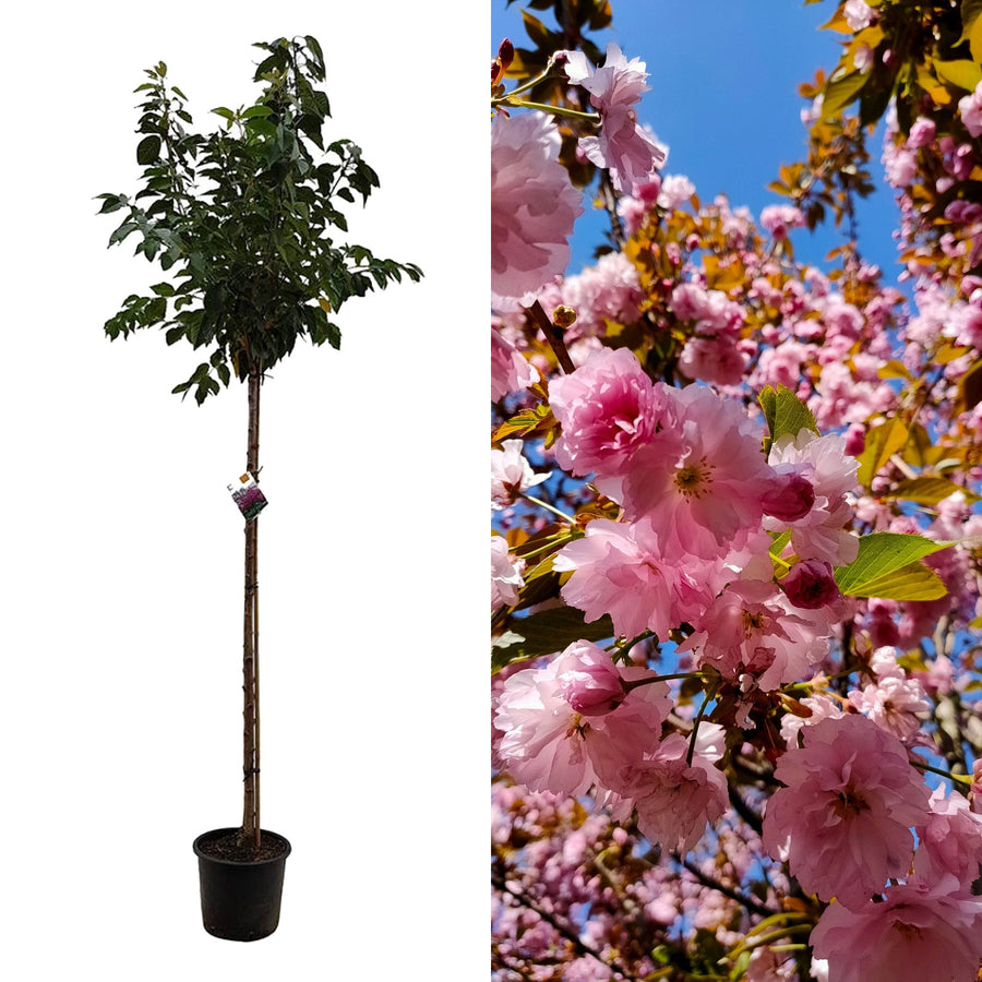 Prunus Serrulata 'Kanzan' Cherry Blossom Tree Prunus Serrulata 'Kanzan' Cherry Blossom Tree image1 2