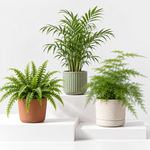 Foliage Indoor Mix Plants  1
