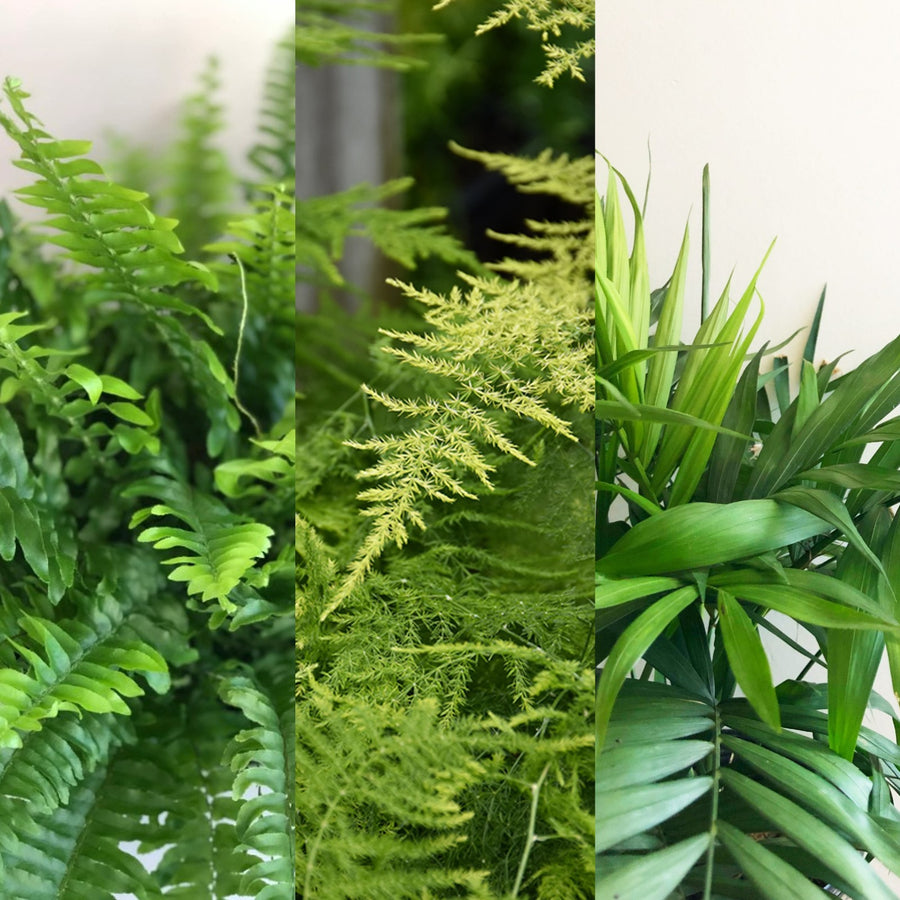 Foliage Indoor Mix Plants foliagemix 1