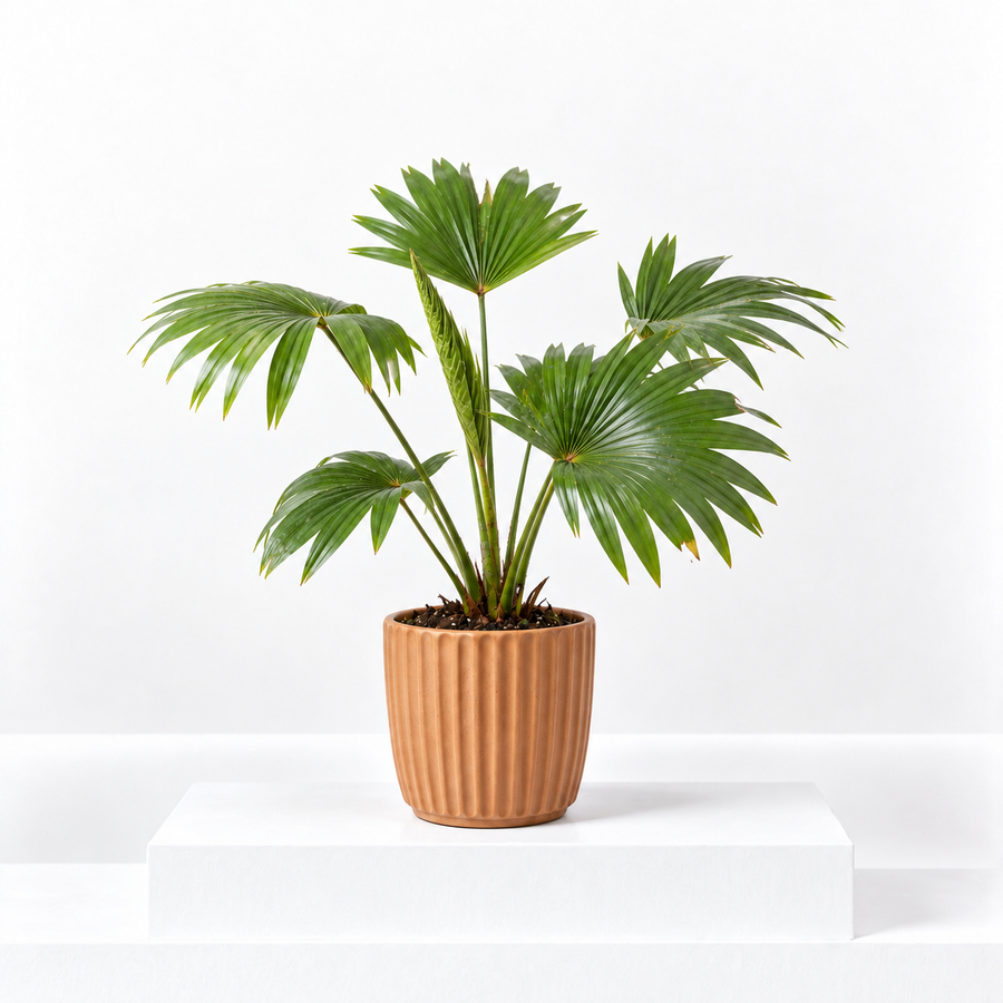 Footstool Palm  1
