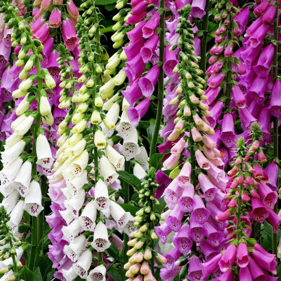 Foxglove Foxy Group foxglovefoxygroup 4