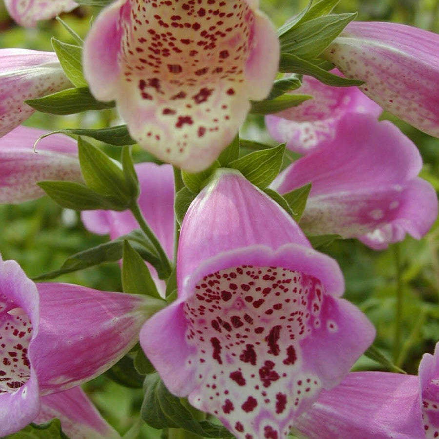 Foxglove Foxy Group foxglovefoxygroup1 2