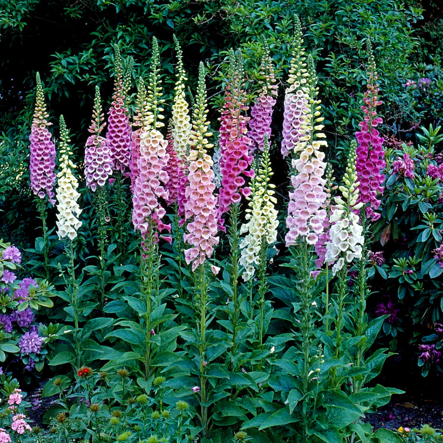 Foxglove Foxy Group foxglovefoxygroup3 1