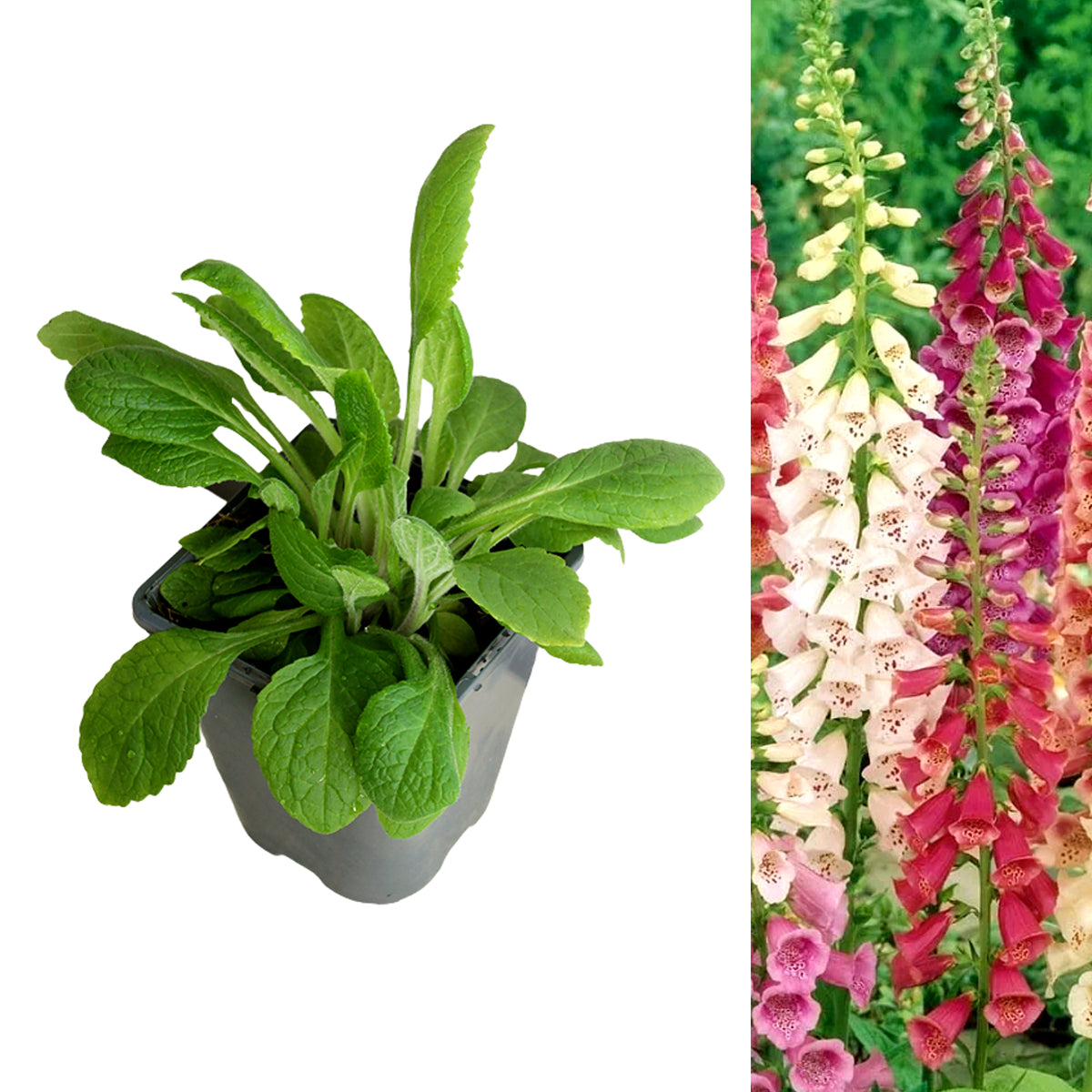 Foxglove purpurea Mixed foxglovepurpurea 2