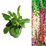 Foxglove purpurea Mixed foxglovepurpurea 2