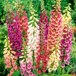 Foxglove purpurea Mixed foxglovepurpurea1 4