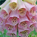 Foxglove purpurea Mixed foxglovepurpurea3 3