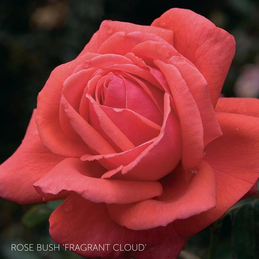 Pick Your Own Rose Garden  7