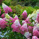 Hydrangea Paniculata Fraise Melba  2