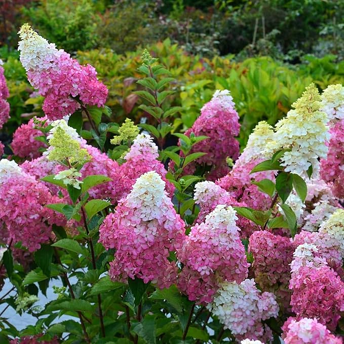 Hydrangea Paniculata Fraise Melba  2