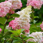 Hydrangea Paniculata Fraise Melba  3