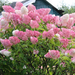 Hydrangea Paniculata Fraise Melba  4