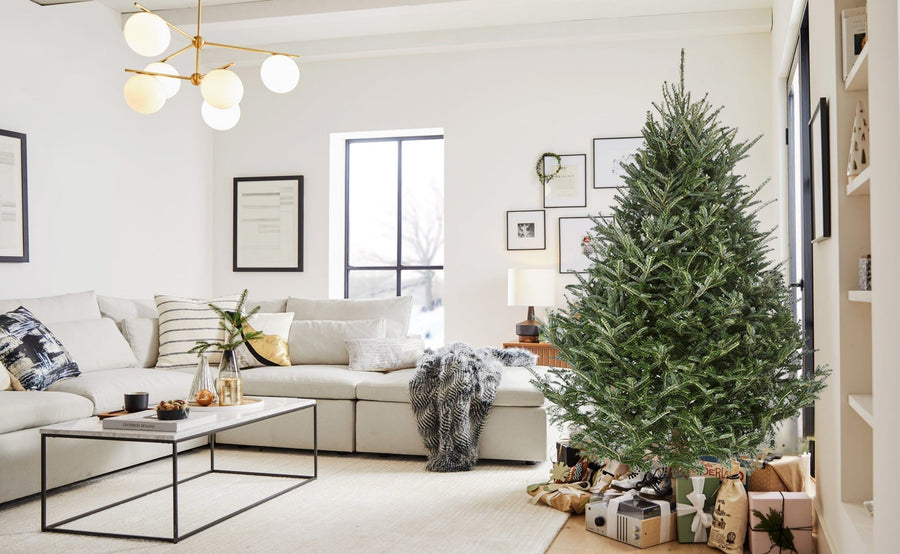 Fraser Fir Real Fresh Cut Christmas Tree Fraser Fir Real Fresh Cut Christmas Tree (4ft - 8ft) image4 3