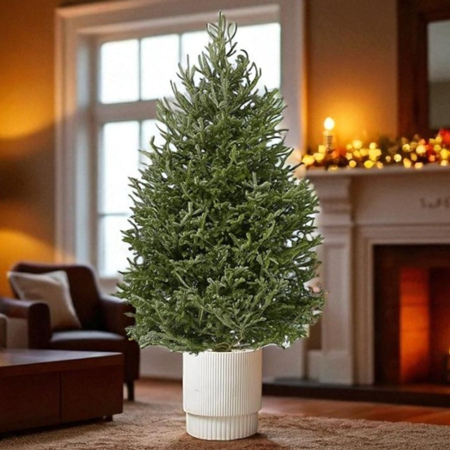 Fraser Fir Pot Grown Christmas Tree Pot grown Fraser fir Christmas tree indoors, with dense green branches, placed in a white ribbed planter beside a fireplace decorated with festive lights. 1