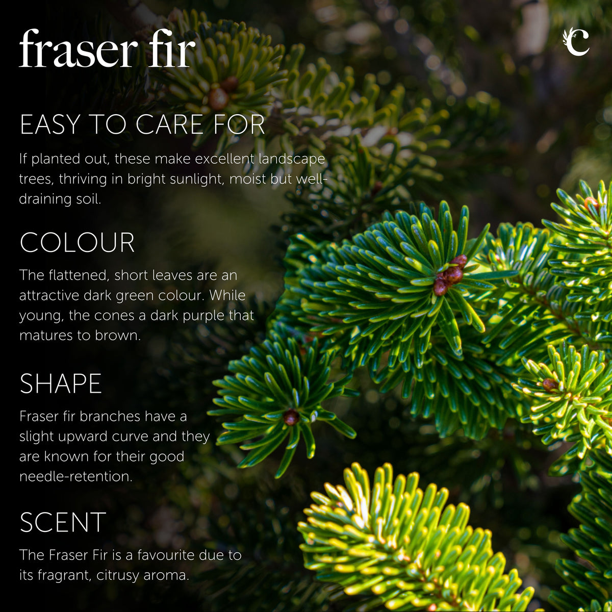 Fraser Fir Pot Grown Christmas Tree Close-up of Fraser Fir foliage with an informational overlay describing the tree's care, colour, shape, and scent. The dark green, flattened needles are sharply defined, and the background is a blurred woodland setting. 4