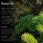 Fraser Fir Pot Grown Christmas Tree Close-up of Fraser Fir foliage with an informational overlay describing the tree's care, colour, shape, and scent. The dark green, flattened needles are sharply defined, and the background is a blurred woodland setting. 4