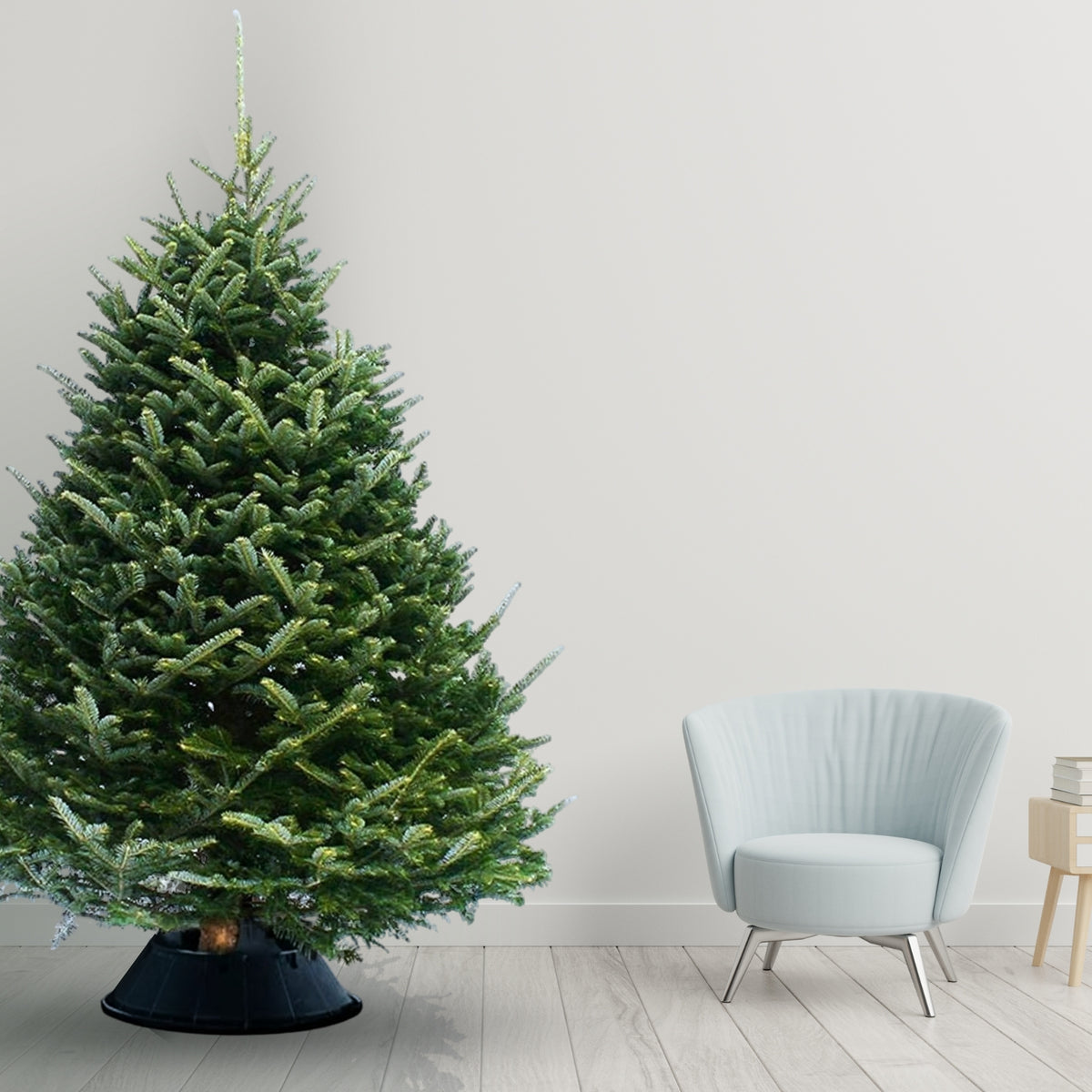 Fraser Fir Real Fresh Cut Christmas Tree  1