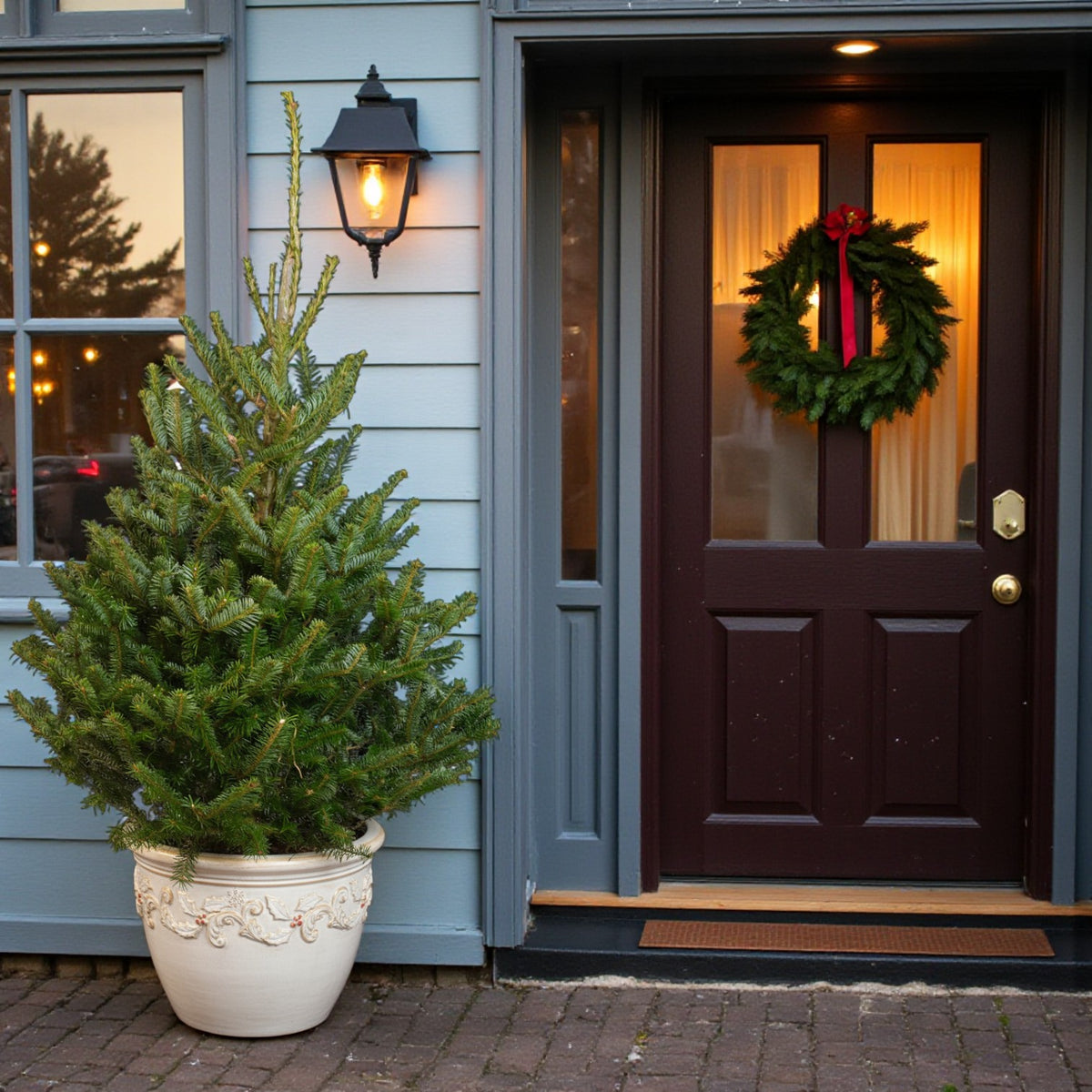 Fraser Fir Pot Grown Christmas Tree  3