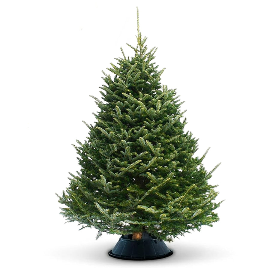 Fraser Fir Real Fresh Cut Christmas Tree Fraser Fir Real Fresh Cut Christmas Tree (4ft - 8ft) image1 5
