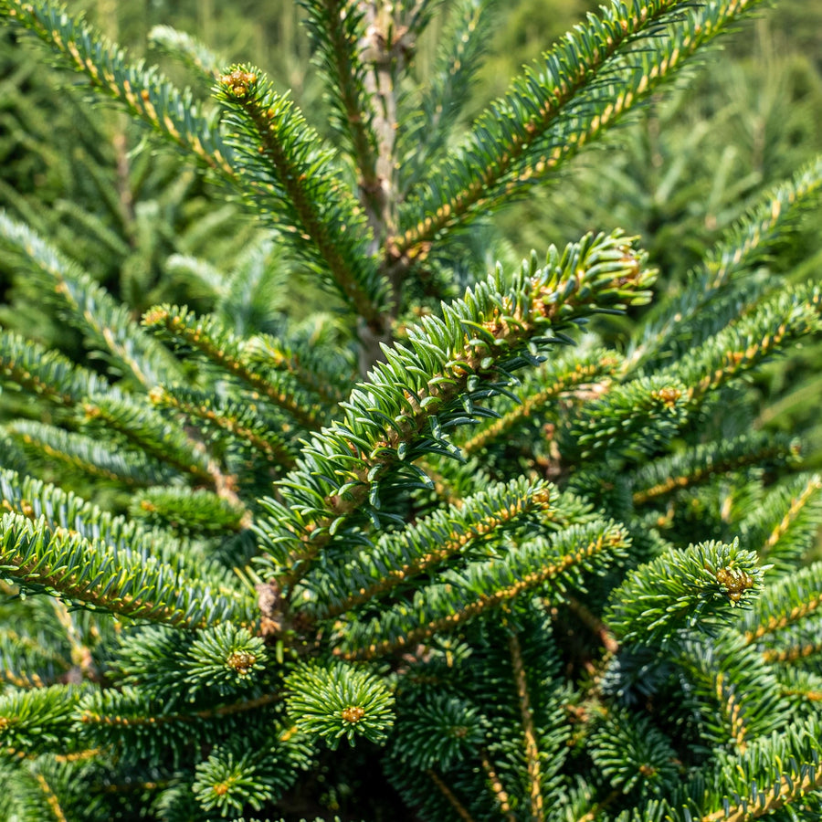 Fraser Fir Pot Grown Christmas Tree  2