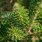 Fraser Fir Pot Grown Christmas Tree  3