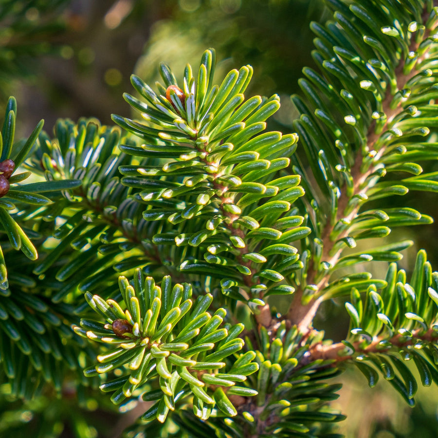 Fraser Fir Pot Grown Christmas Tree  3