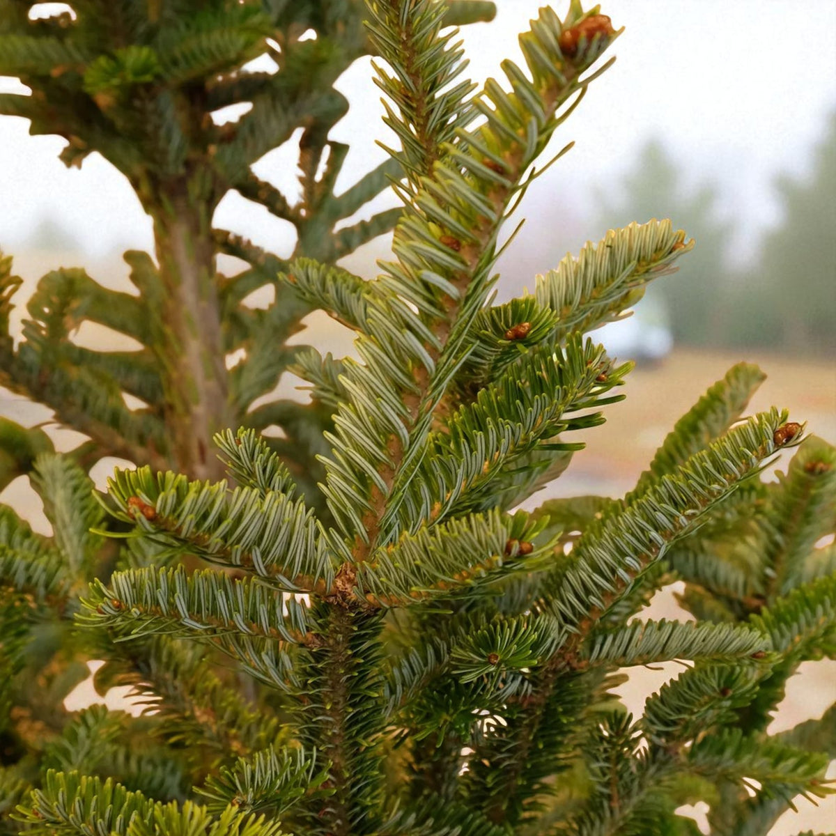 Fraser Fir Pot Grown Christmas Tree Close-up of Fraser fir branches with short, soft green needles showing silvery undersides. 5