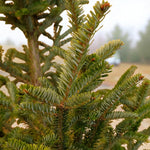 Fraser Fir Pot Grown Christmas Tree Close-up of Fraser fir branches with short, soft green needles showing silvery undersides. 5