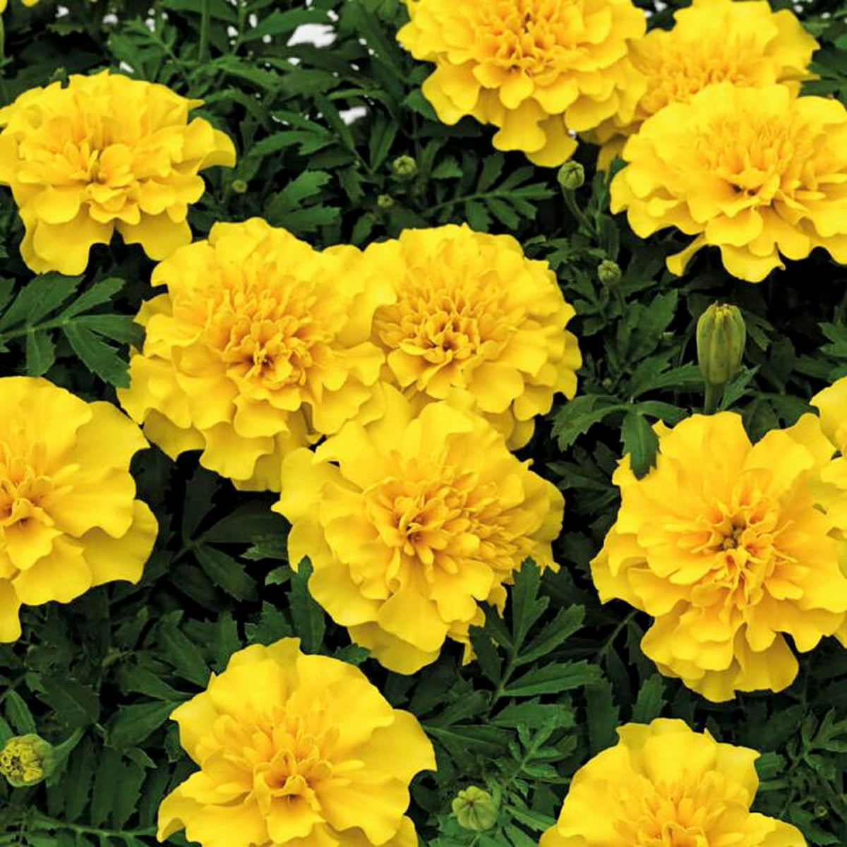 Marigold 'French' Plants Marigold 'French Yellow' - 12 Pack image4 6