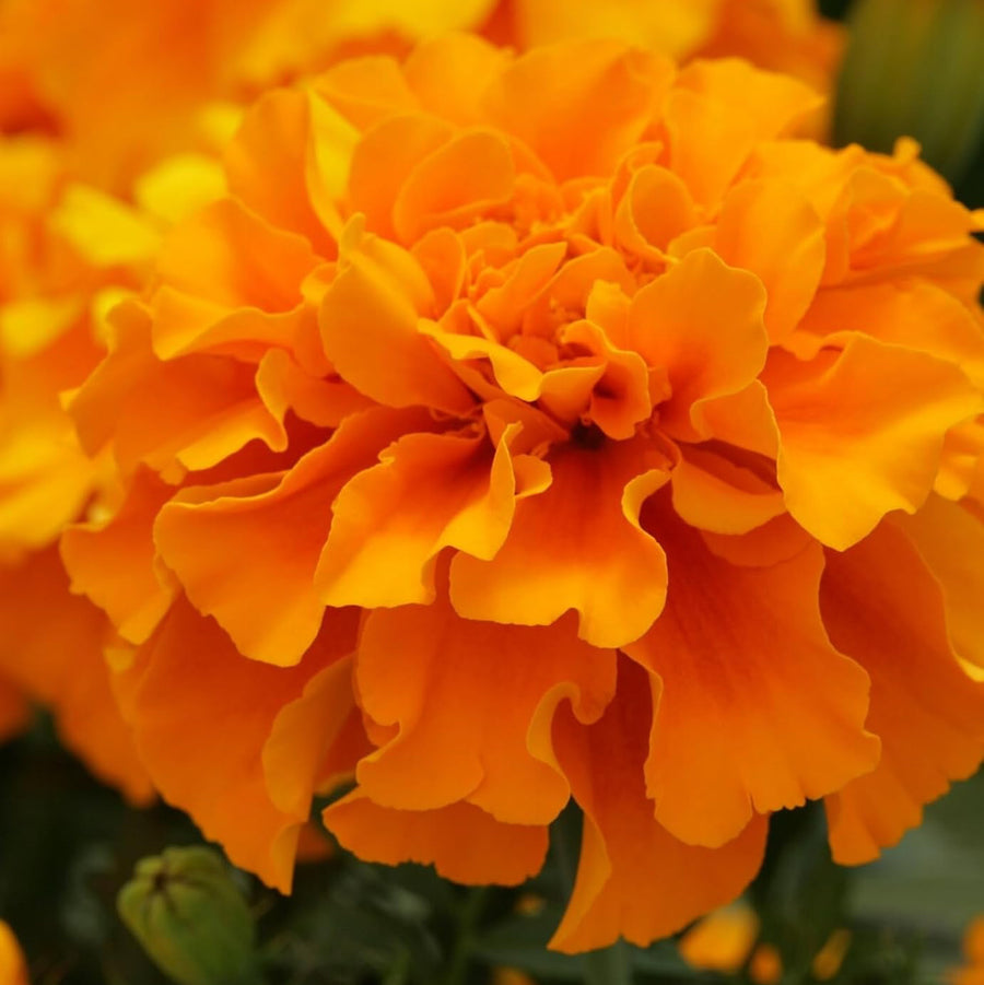 Marigold French Plants  4