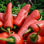 Chilli Pepper Plant  7