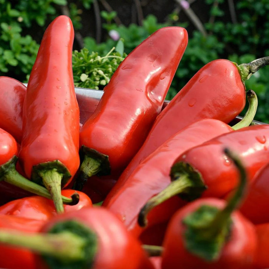 Chilli Pepper Plant  7