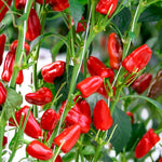 Chilli Pepper Plant  8