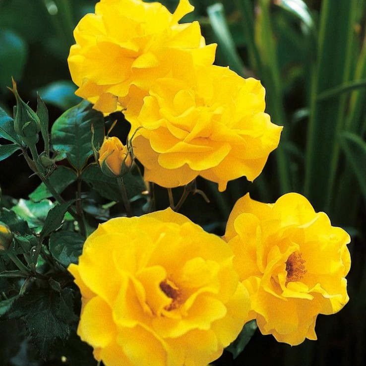 Friesia Rose Bush  2
